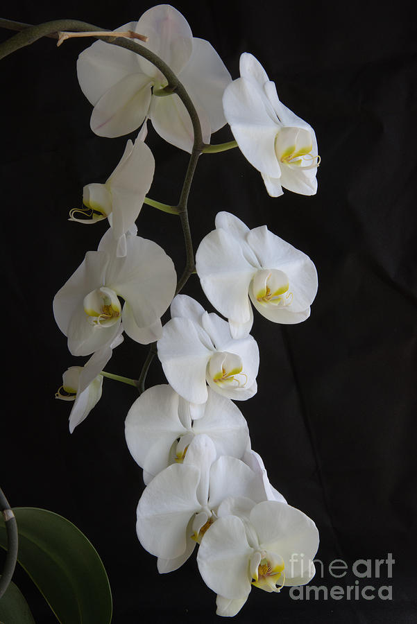 Phalaenopsis Orchid Photograph by Kae Cheatham