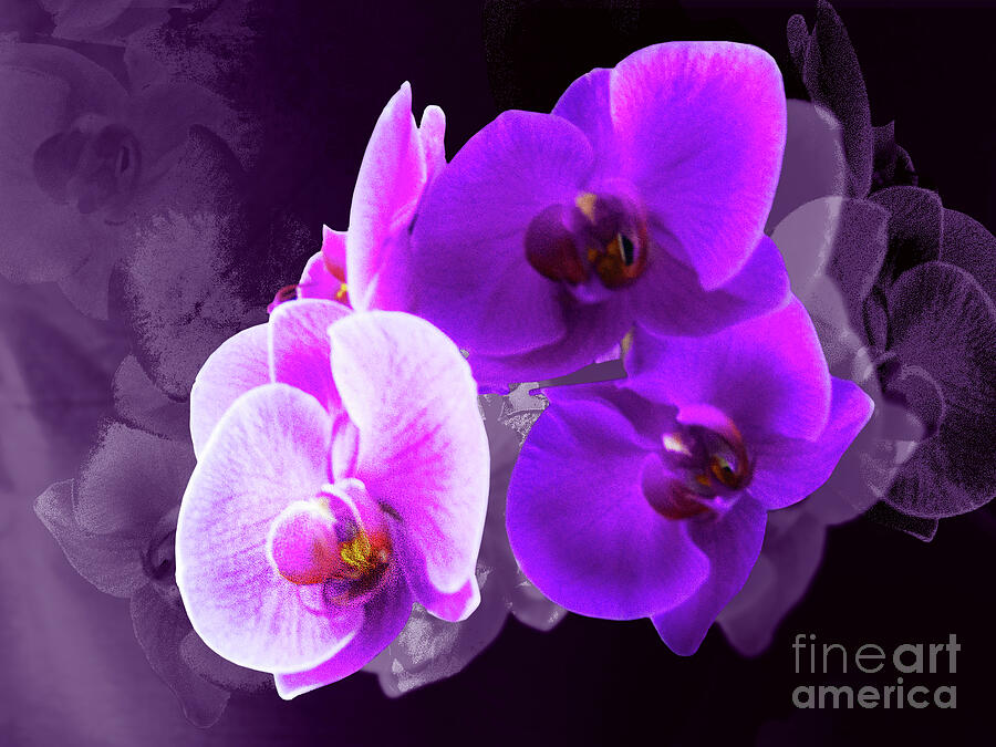 Phalaenopsis orchid purple dreams Photograph by Ros Turner - Fine Art ...