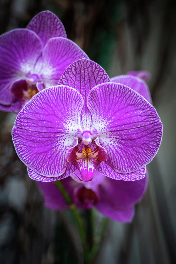 Phalaenopsis Orchid Purple Flower Photograph by Artur Bogacki