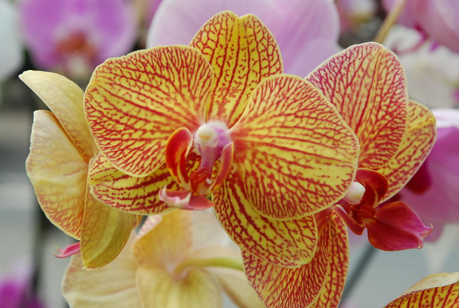 Phalaenopsis Orchids Photograph by Ee Photography