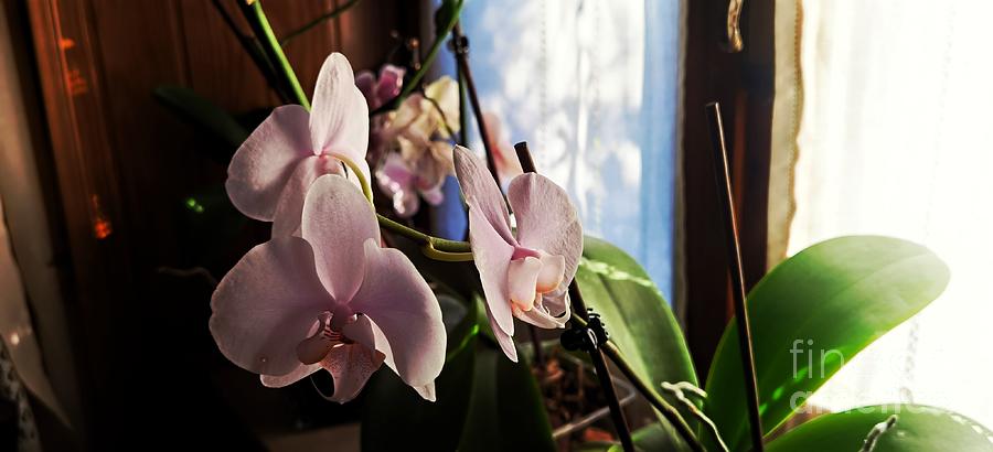 Phalaenopsis Orquidea Photograph