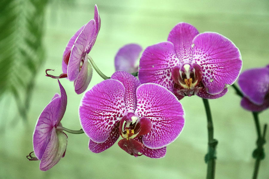 Phalaenopsis Succulent Orchids Photograph by David T Wilkinson