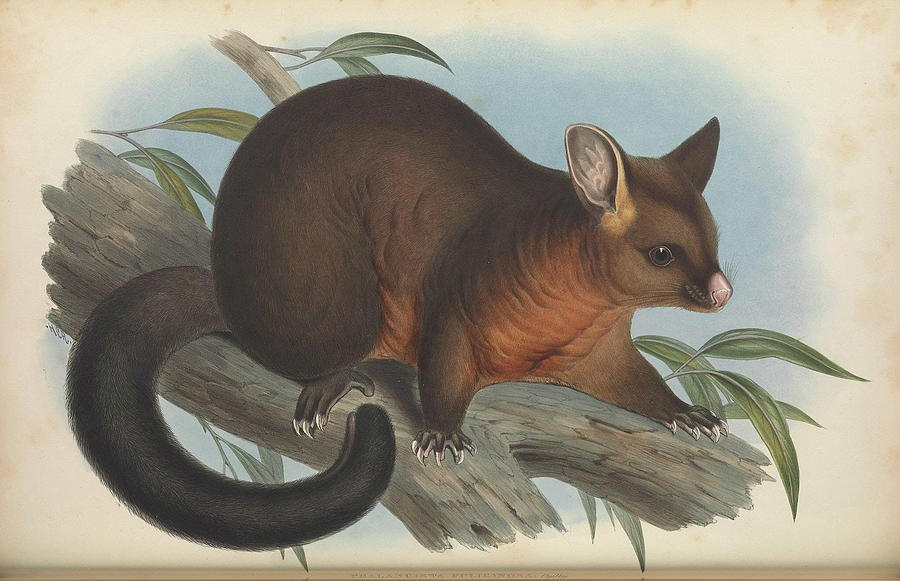 Phalancista fuliginosa Drawing by John Gould Phalancista fuliginosa Drawing by John Gould