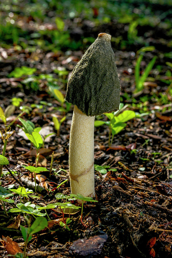 Phallic Fungus Photograph by W Chris Fooshee