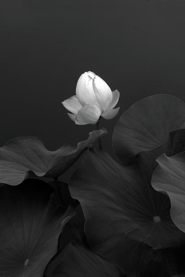 Lily Photograph - Phantom Floral by Jessica Jenney