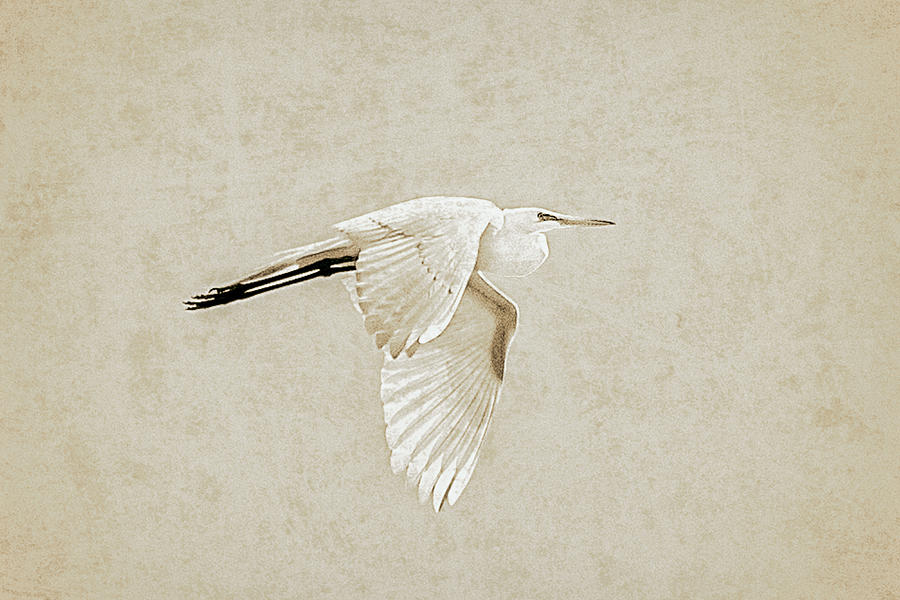 Phantom Flyer Photograph By Marti Huzarski - Fine Art America