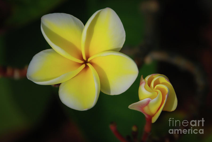 Phases of Plumeria Blossoms Photograph by Nancy Gleason