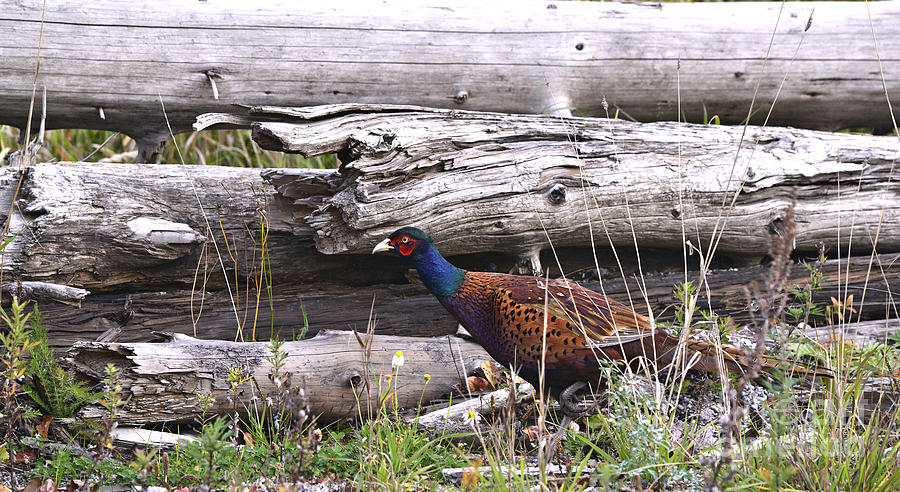 Pheasant 18 Photograph