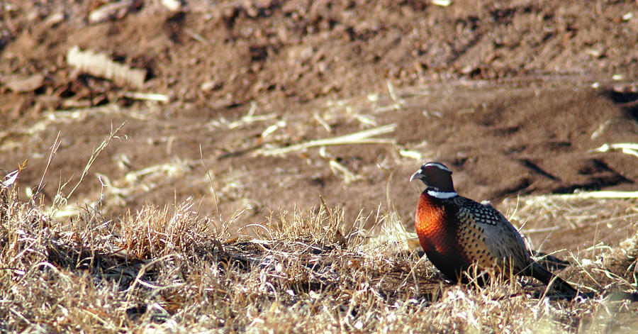Pheasant 2, Floyd County, Texas Photograph by Richard Porter