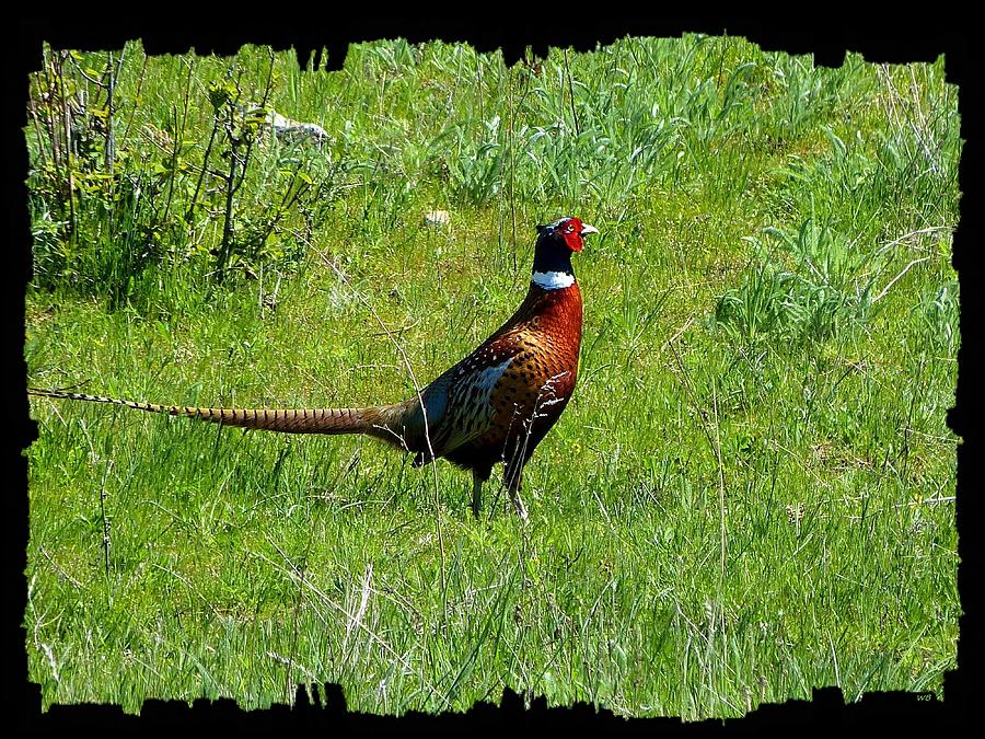 Pheasant Acres Photograph by Will Borden