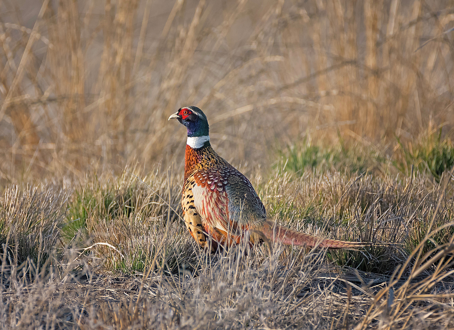 Pheasant at Sunset Photograph by Loree Johnson