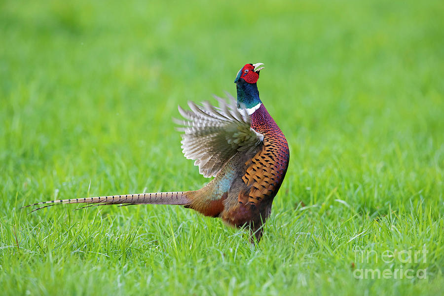 Pheasant Calling In Meadow Photograph