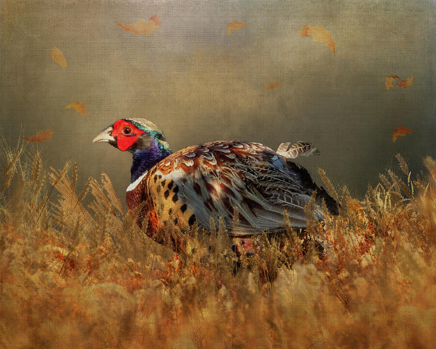 Pheasant Photograph