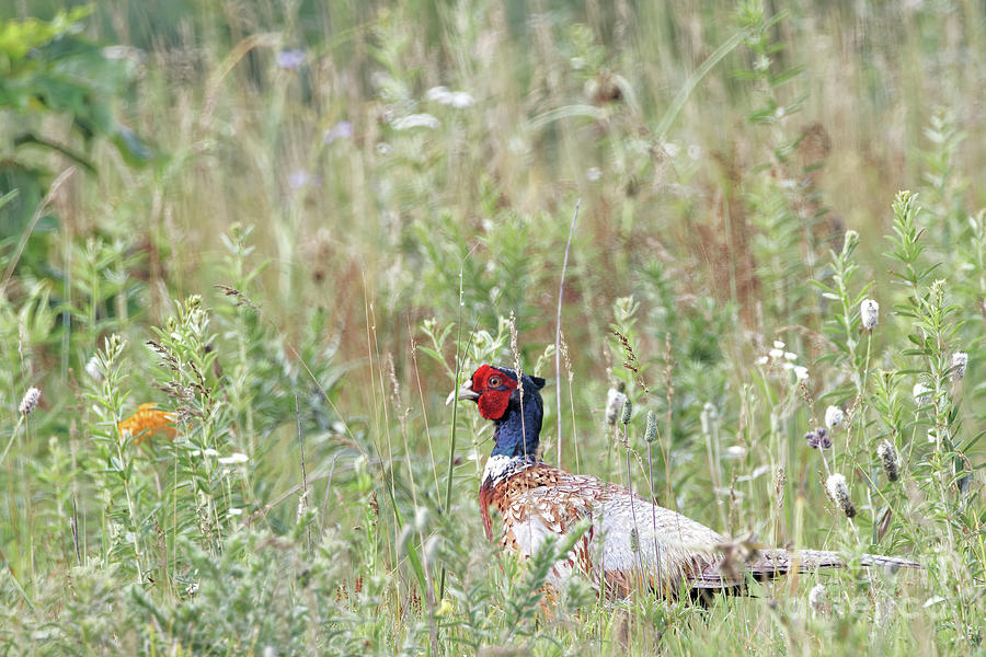 Pheasant Photograph - Pheasant Color in Sherburne I by Natural Focal Point Photography