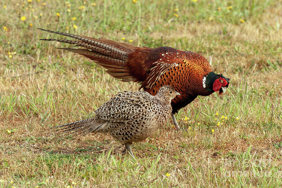 Pheasant courtship and mating ritual display 01 Photograph by Simon Bratt