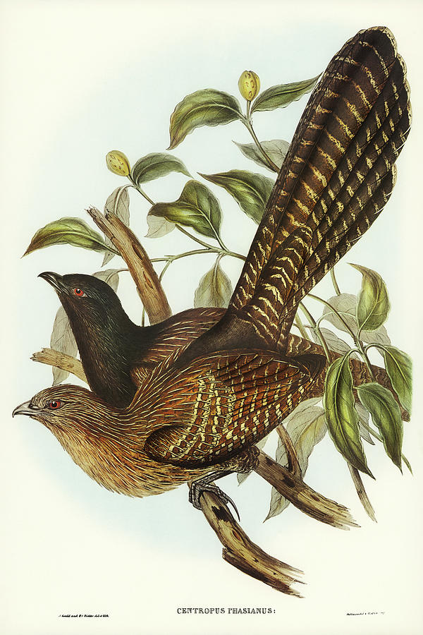 John Gould Drawing - Pheasant Cuckoo, Centropus Phasianus by John Gould