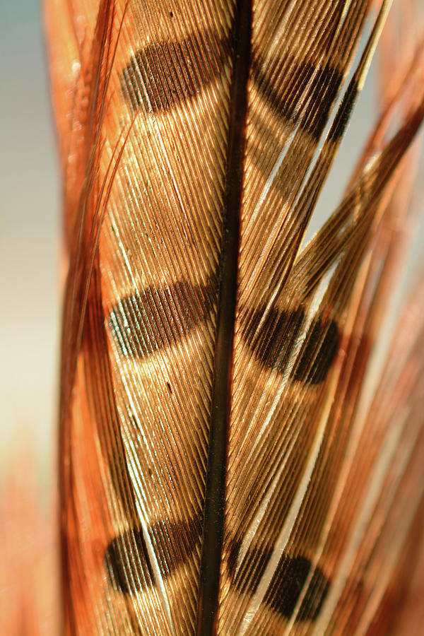 Pheasant feather  Photograph by Mike Fusaro
