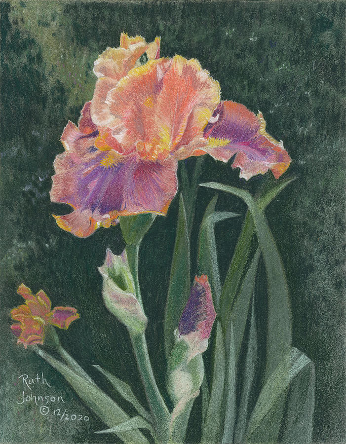 Flower Painting - Pheasant Feathers Iris by Ruth Johnson
