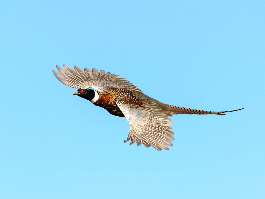 Pheasant Flight Photograph by Loree Johnson
