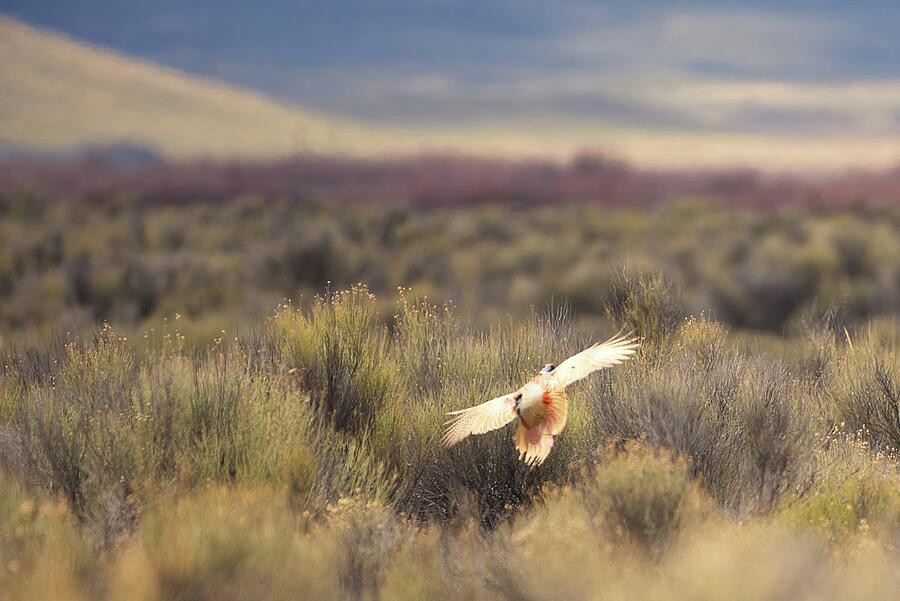 Pheasant Flushing I Photograph by DK Barker - Fine Art America