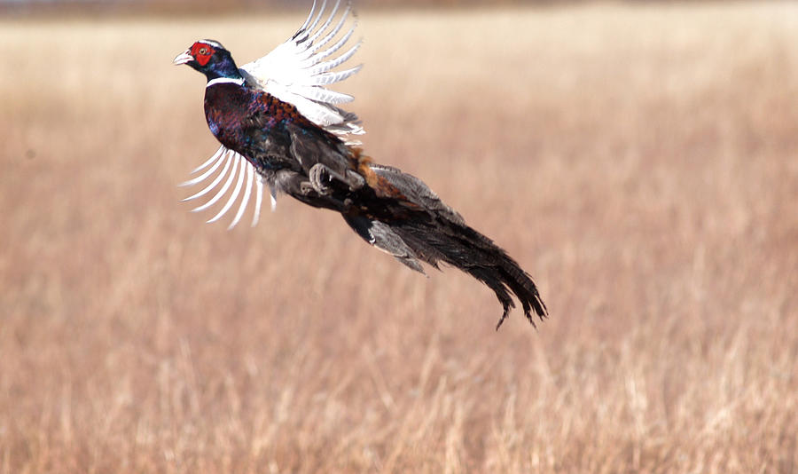 Pheasant Flying, Floyd County, Texas Photograph by Richard Porter