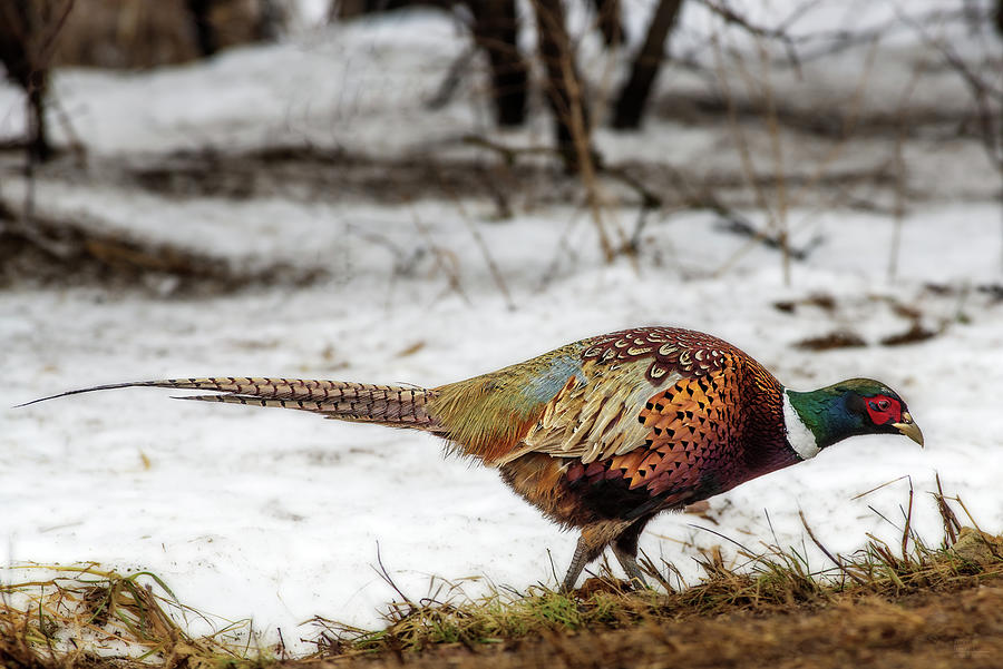 Pheasant Photograph - Pheasant Foraging in February near Stoughton WI by Peter Herman