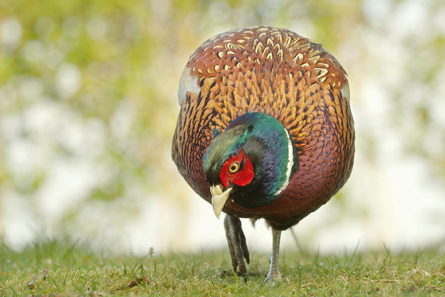 Pheasant Photograph by Gavin MacRae