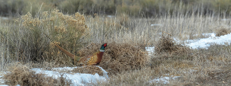 Pheasant Photograph - Pheasant Glory by Yeates Photography