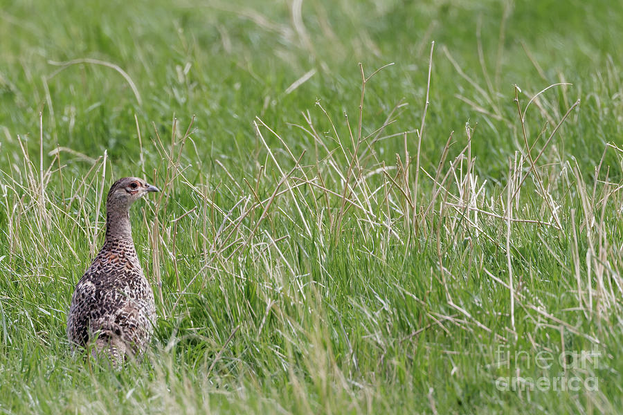 Pheasant Hen Photograph by Natural Focal Point Photography