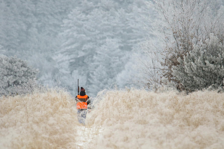 Pheasant Hunting Photograph by Brook Burling