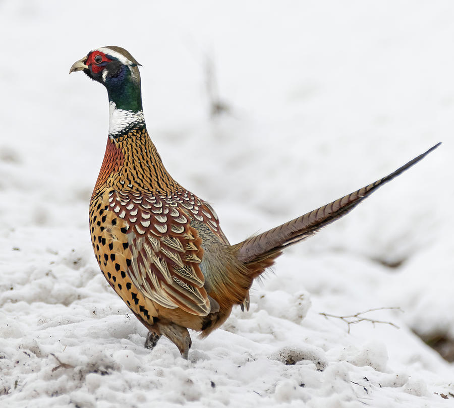 Pheasant in snow Photograph by Sandy Roe - Pixels