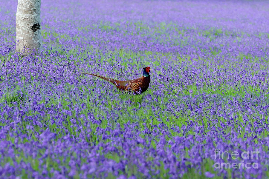 Pheasant in the Bluebells Photograph by Terri Waters