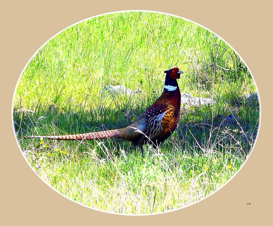 Pheasant In The Shade Mixed Media by Will Borden