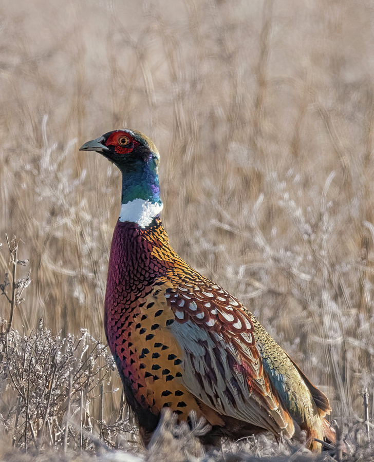 Pheasant in the Sun Photograph by Loree Johnson