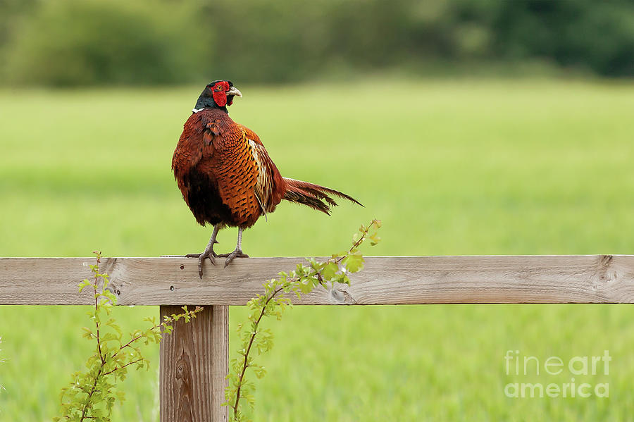 Pheasant male bird sat on a wooden fence in Norfolk Photograph by Simon Bratt
