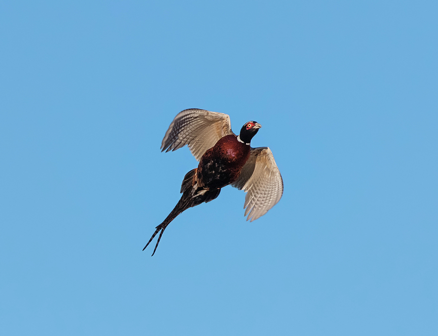 Pheasant Missile Photograph by Loree Johnson