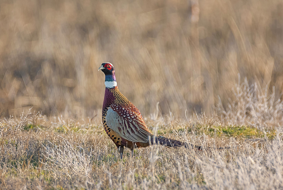 Pheasant on the Dike Photograph by Loree Johnson