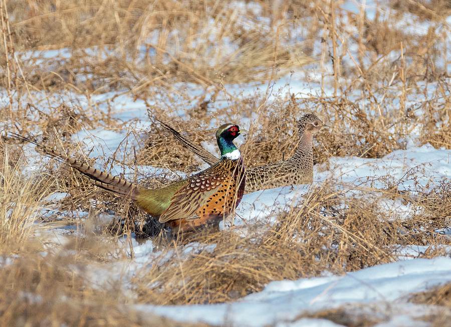 Pheasant Pair in the Snow Photograph by Loree Johnson