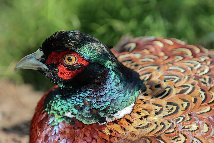 Pheasant Portrait Photograph by Eva Lechner