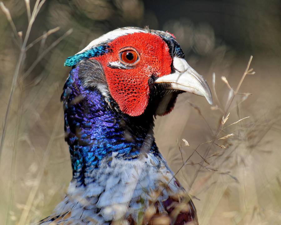 Pheasant Portrait Photograph by KJ Swan