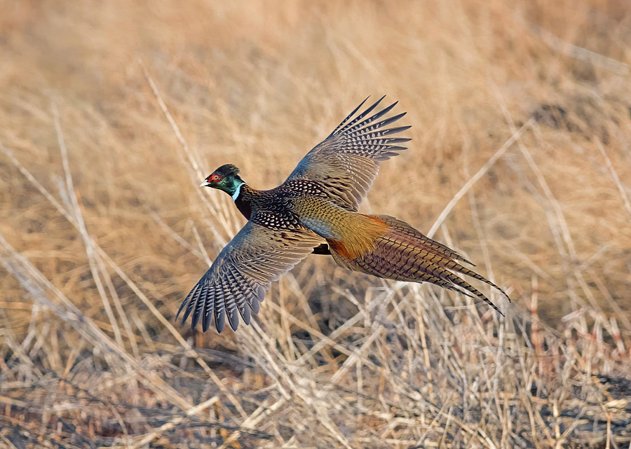 Pheasant Rooster in Flight Photograph by Loree Johnson