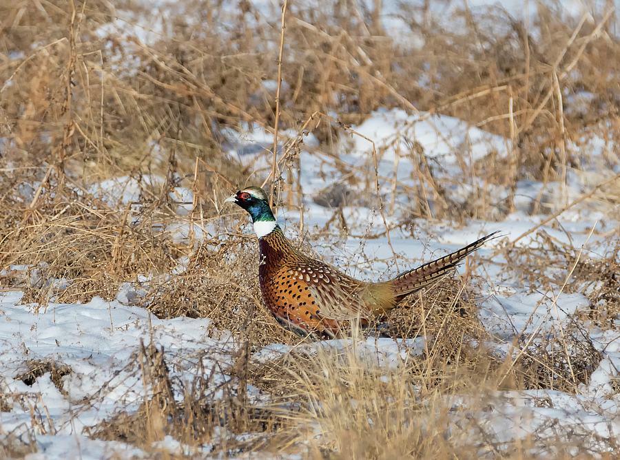 Pheasant Rooster in the Snow Photograph by Loree Johnson