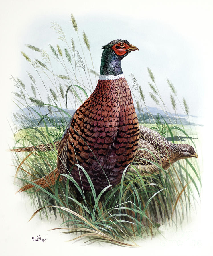Pheasant Sitting In Field Painting by Don Balke