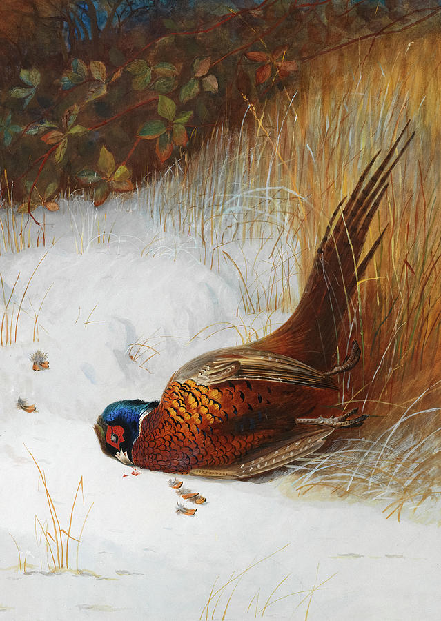 Pheasant Study by Archibald Thorburn