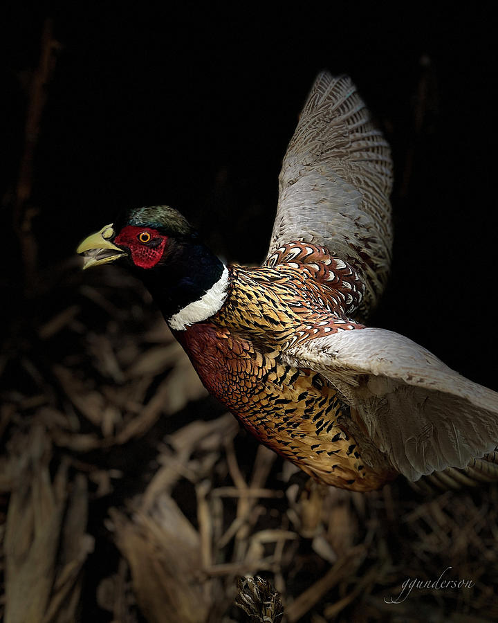 Pheasant Taking Off Photograph by Gary Gunderson