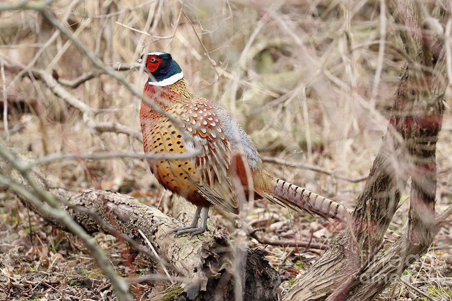 Pheasant Trying to Blend In  3988 Photograph by Jack Schultz