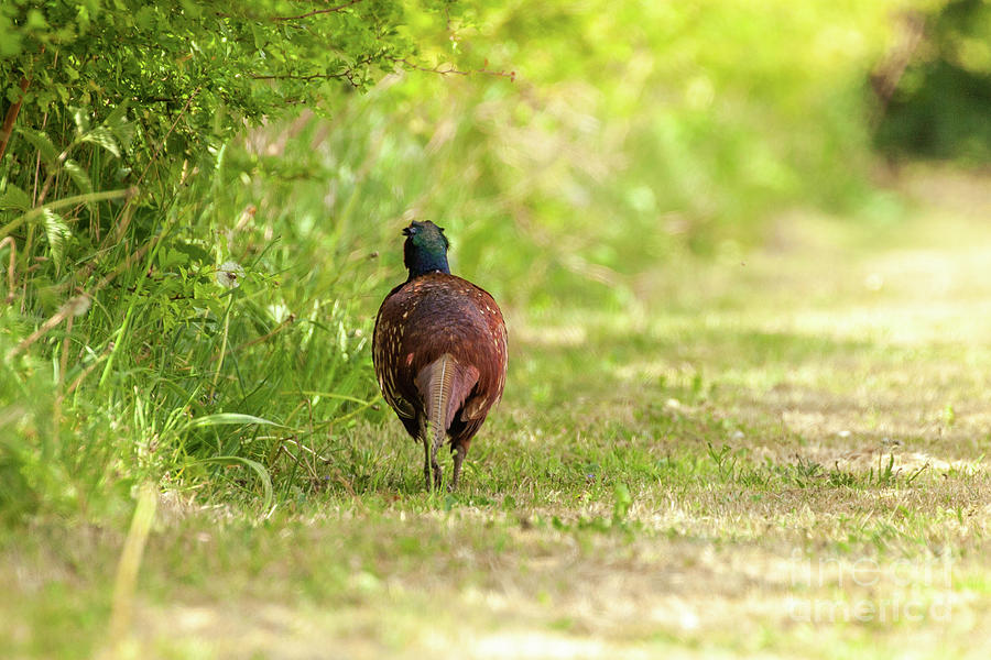 Pheasant walking away along a hedge Photograph by Simon Bratt