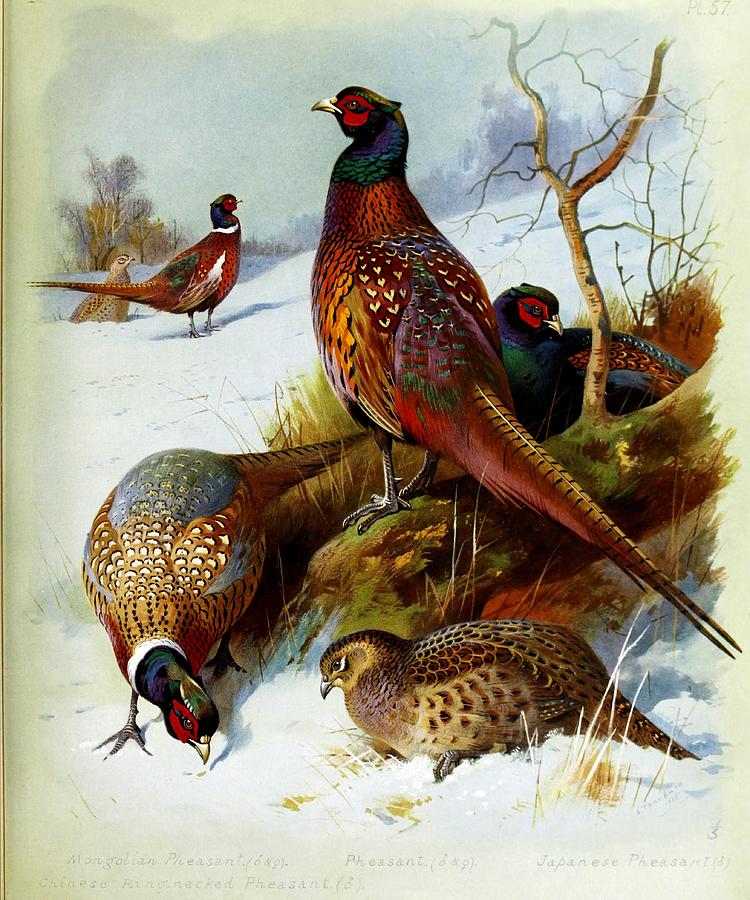 Pheasants By Archibald Thorburn Mixed Media by World Art Collective