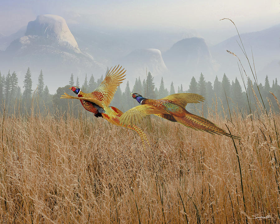 Pheasants of Sierra Nevada Digital Art by M Spadecaller