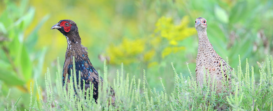 Pheasants PANO Photograph by Brook Burling